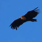 Vautour moine