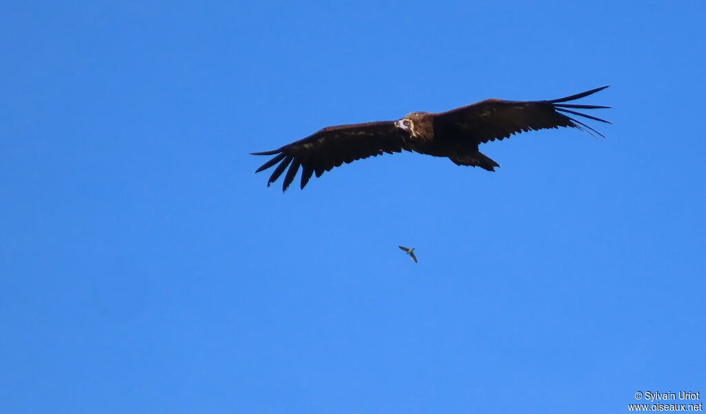Vautour moine