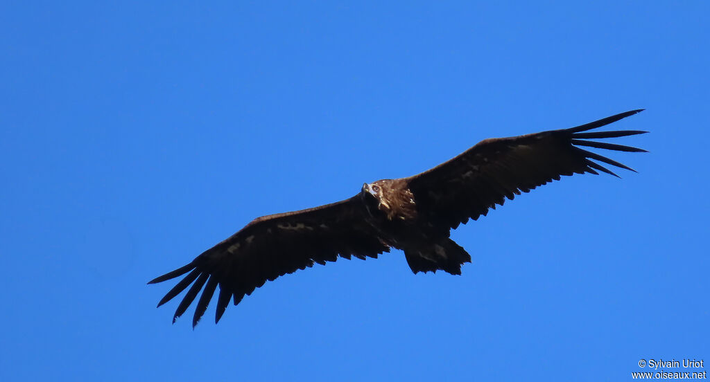 Vautour moine
