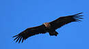 Vautour moine