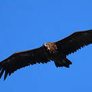 Vautour moine