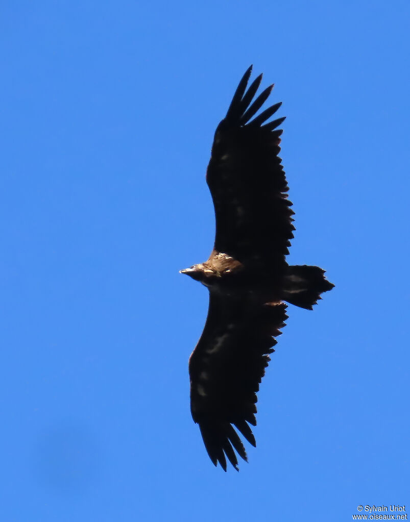 Vautour moine