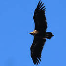 Vautour moine