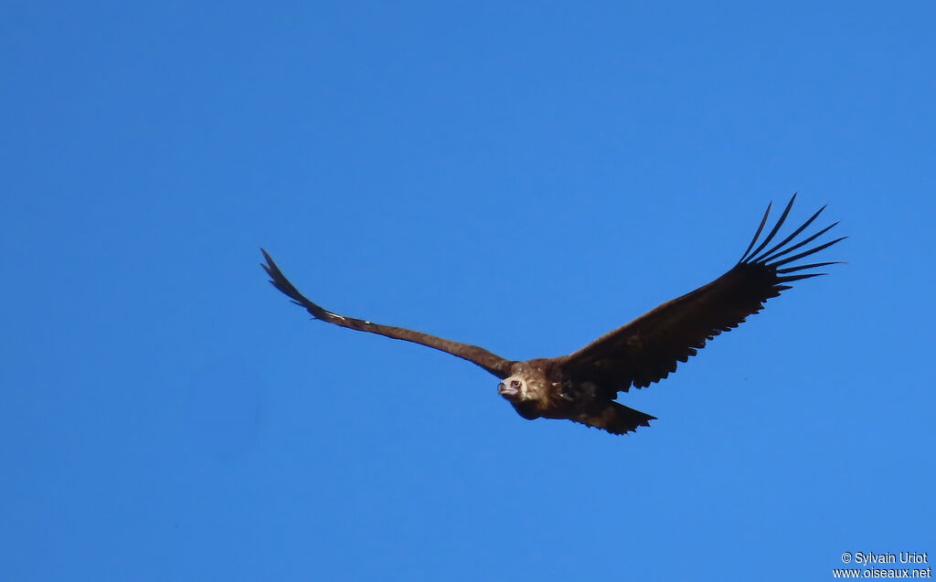 Vautour moine
