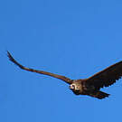 Vautour moine