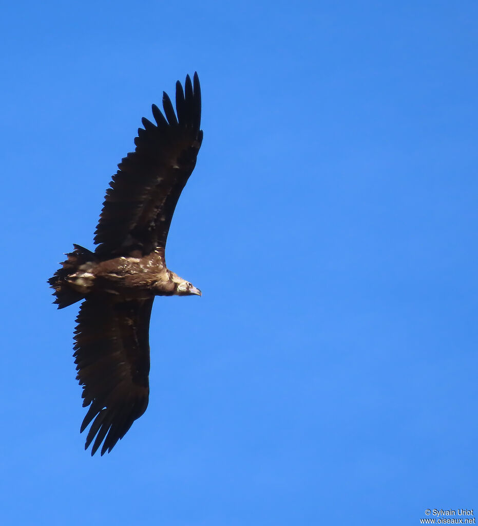 Vautour moine