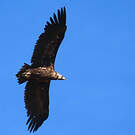 Vautour moine