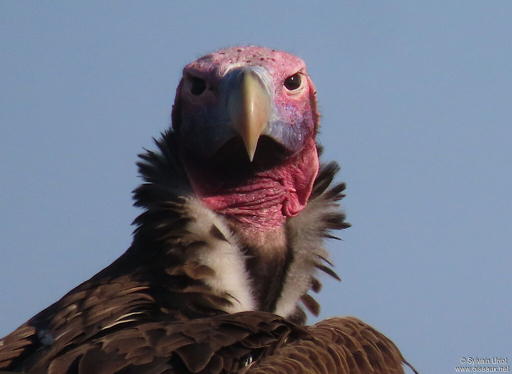 Lappet-faced Vultureadult