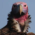 Vautour oricou