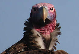 Lappet-faced Vulture