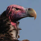Vautour oricou
