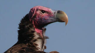 Lappet-faced Vulture