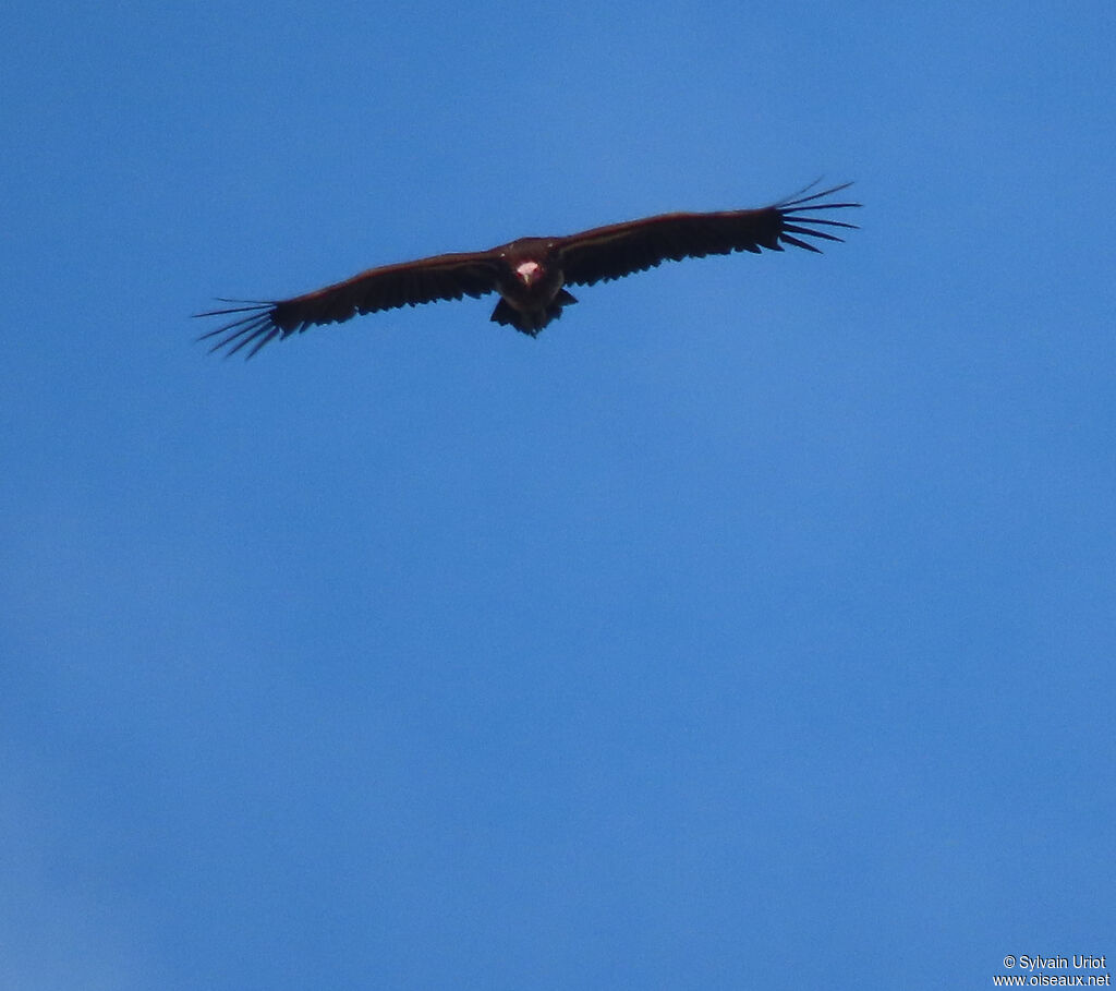 Vautour oricouadulte