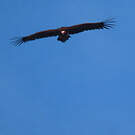 Vautour oricou