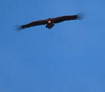 Lappet-faced Vulture