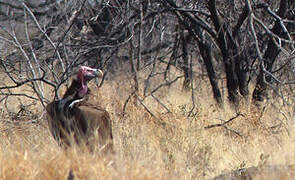 Lappet-faced Vulture