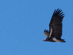 Lappet-faced Vulture