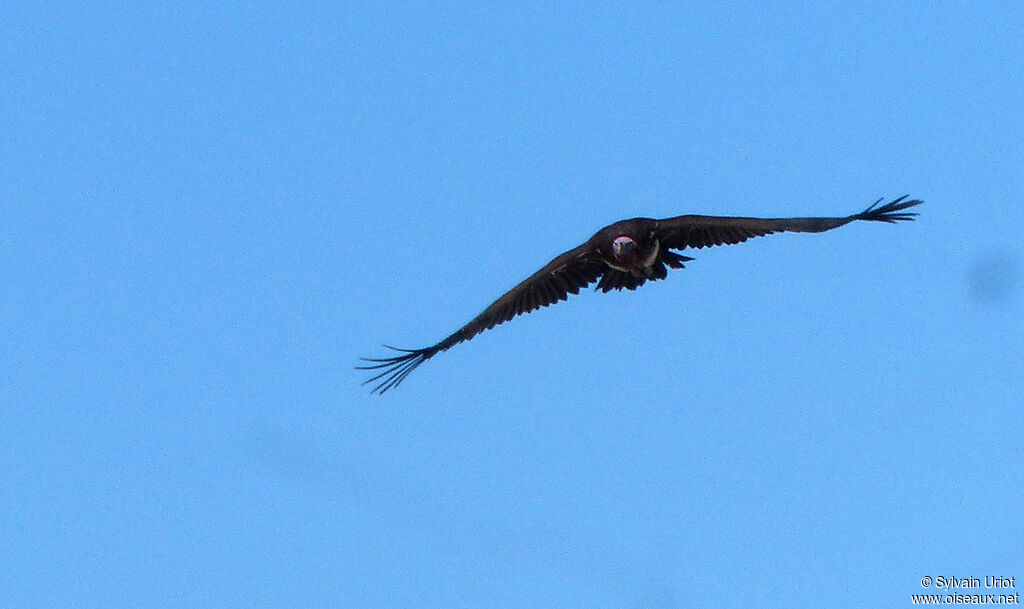 Lappet-faced Vulture