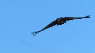 Lappet-faced Vulture