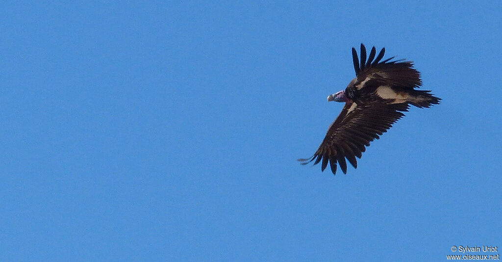 Lappet-faced Vultureadult