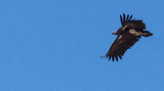 Lappet-faced Vulture