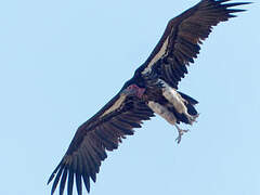 Lappet-faced Vulture