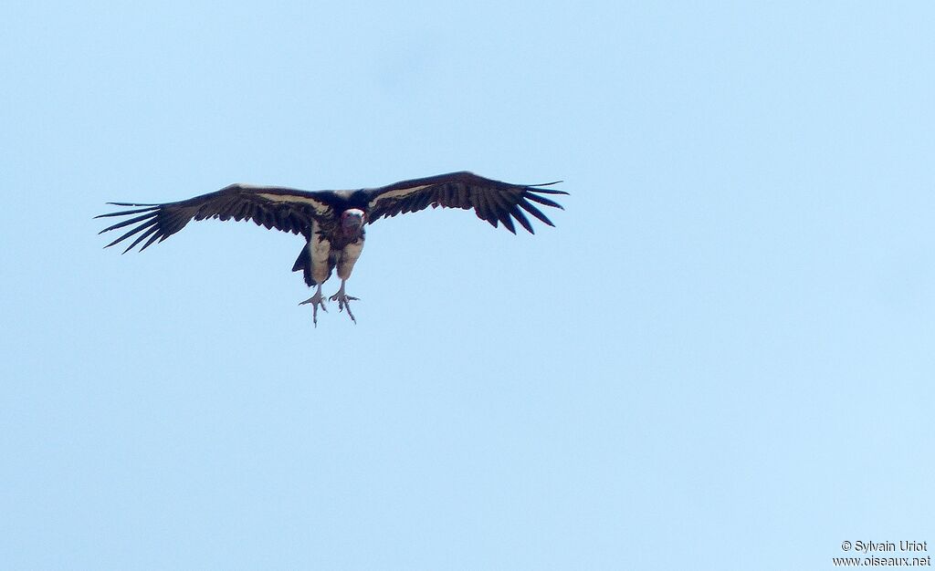 Lappet-faced Vulture