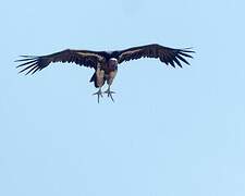 Lappet-faced Vulture