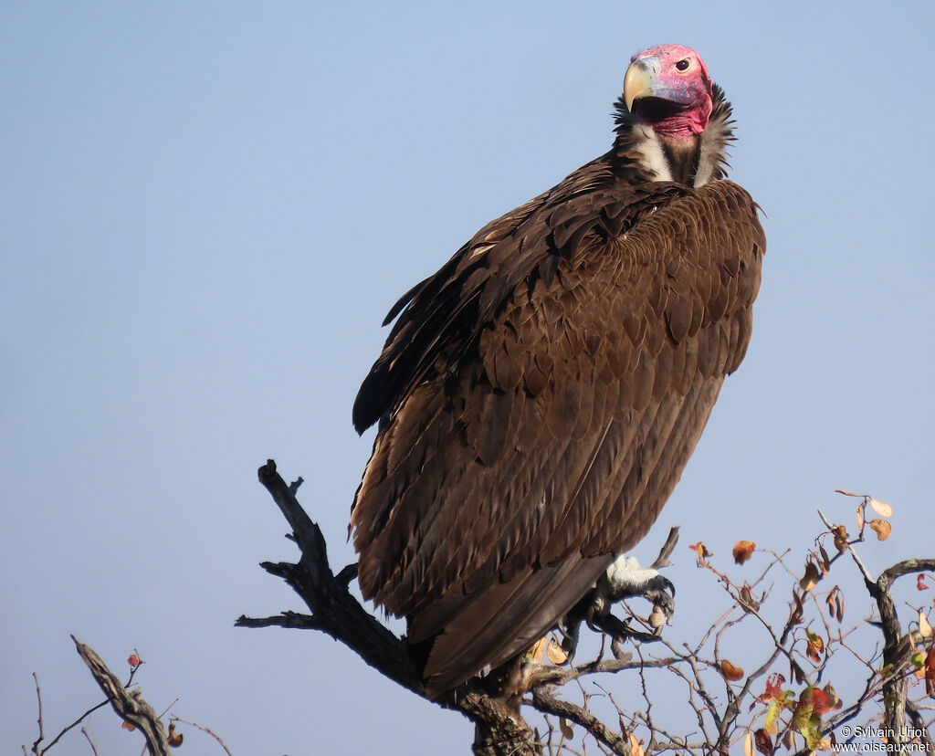 Lappet-faced Vultureadult