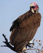 Lappet-faced Vulture