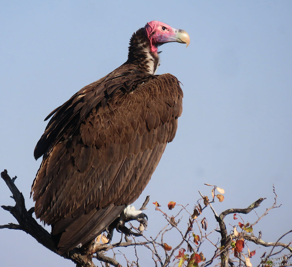 Lappet-faced Vultureadult