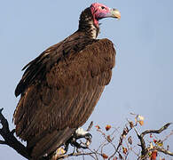 Lappet-faced Vulture