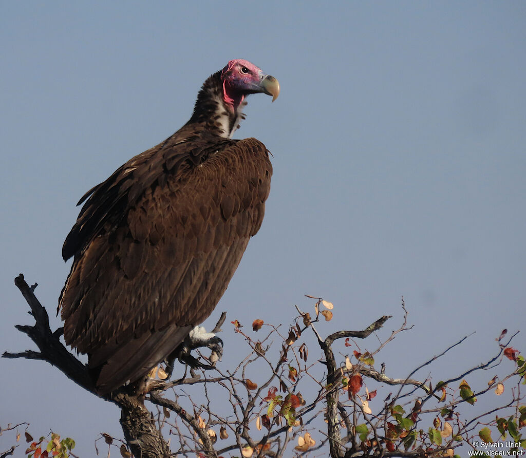 Lappet-faced Vultureadult