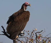 Lappet-faced Vulture