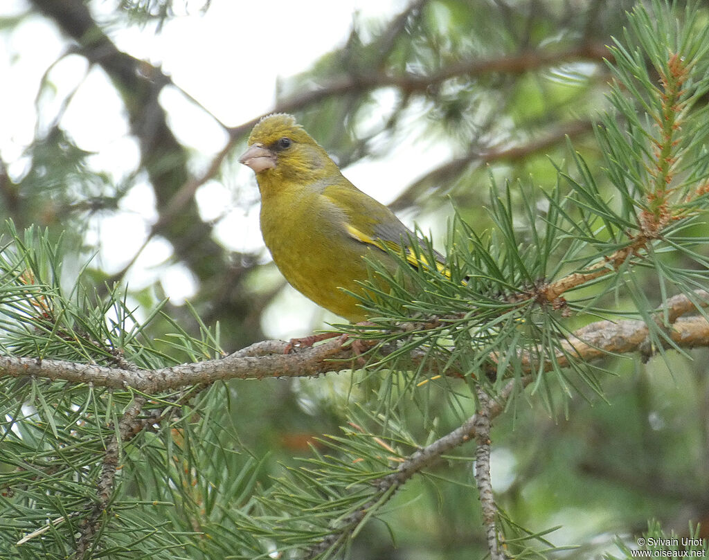 European Greenfinch male adult