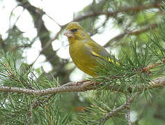 European Greenfinch