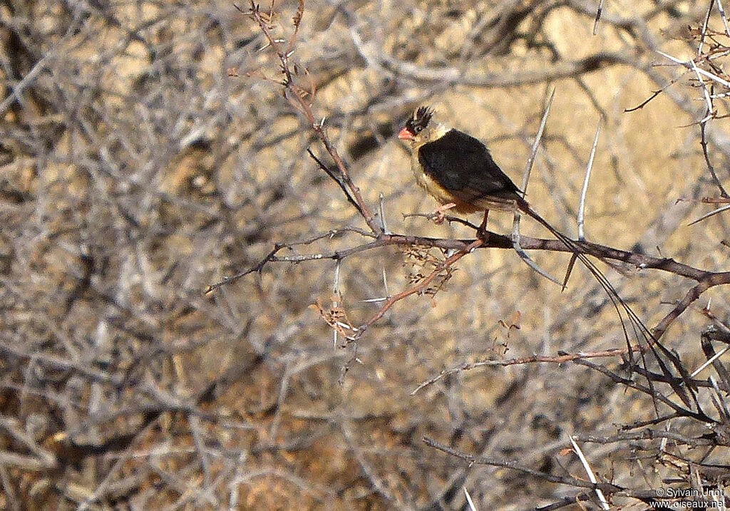 Shaft-tailed Whydahadult