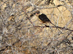 Shaft-tailed Whydah