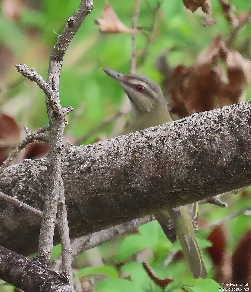 Black-whiskered Vireoadult