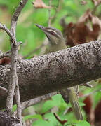 Black-whiskered Vireo