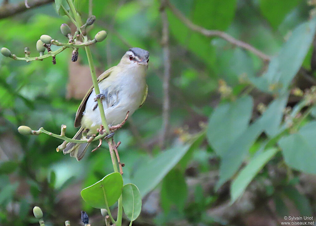 Red-eyed Vireoadult