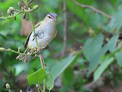 Red-eyed Vireo