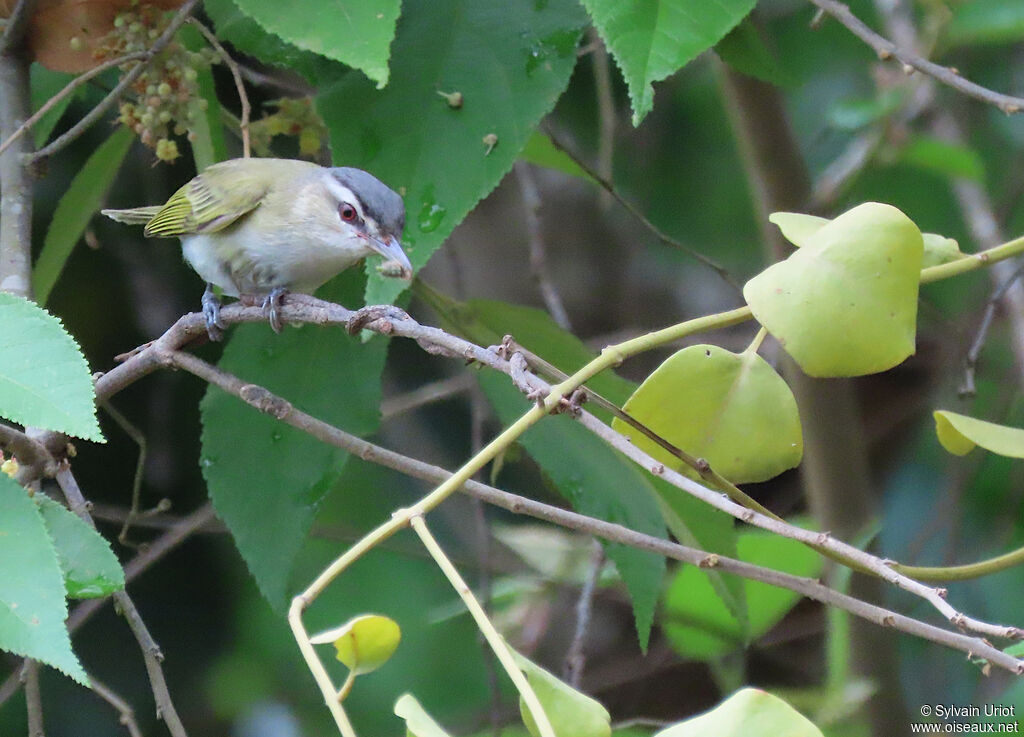 Red-eyed Vireoadult