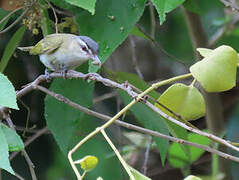 Red-eyed Vireo