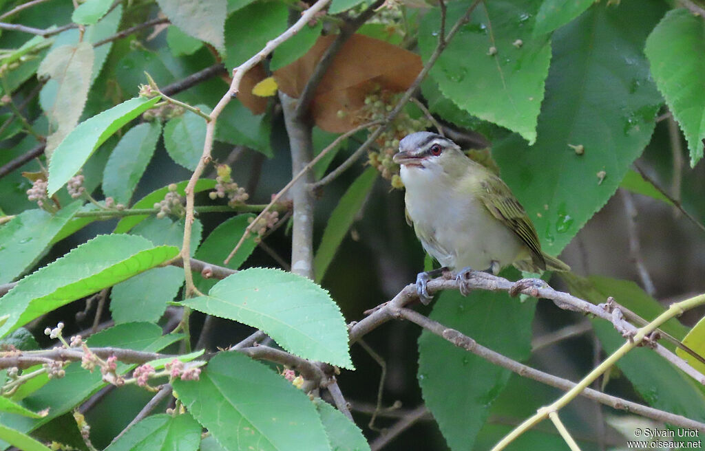 Red-eyed Vireoadult