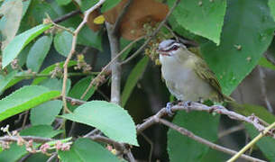 Red-eyed Vireo