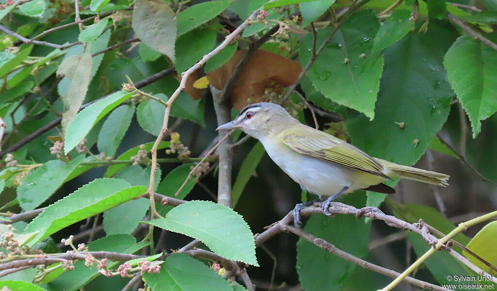 Red-eyed Vireoadult