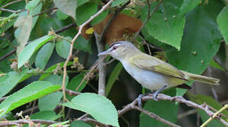 Red-eyed Vireo