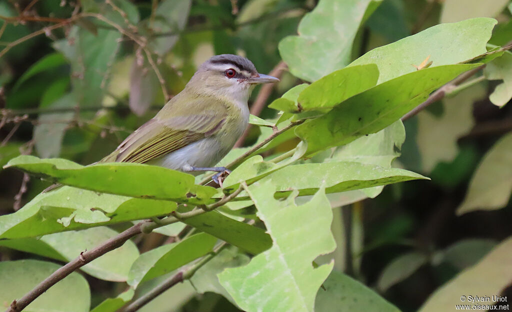 Red-eyed Vireoadult