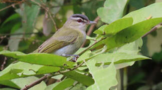 Red-eyed Vireo